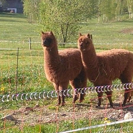 Familie Meimer Hofing Екстер'єр фото